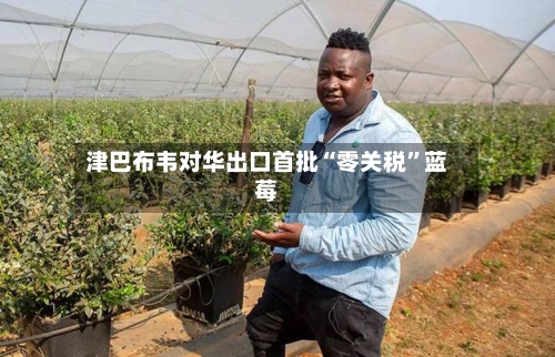 津巴布韦对华出口首批“零关税	”蓝莓-第2张图片