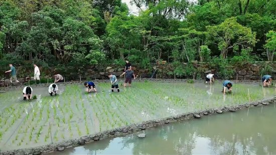 阿里管理层集体下田插秧团建，吴泳铭、周靖人等现身